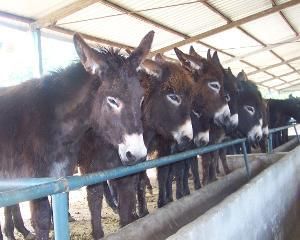 肉驢 肉驢