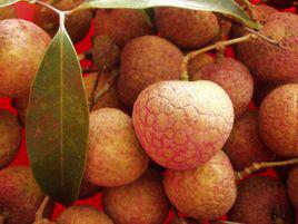 黑葉荔枝 黑葉荔枝