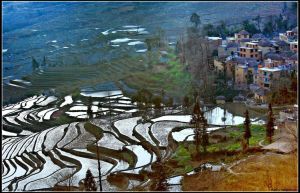 多依樹梯田 多依樹梯田