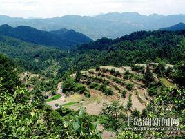 梓桐鎮[浙江省杭州市淳安縣梓桐鎮]