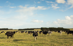 世界盡頭黃金牧場