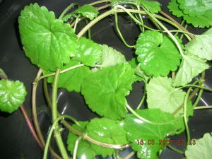 白大金車吊甘湯 白大金車吊甘湯