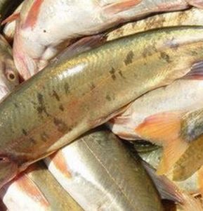 高原裸鯉 高原裸鯉