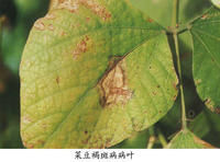 菜豆褐斑病 菜豆褐斑病