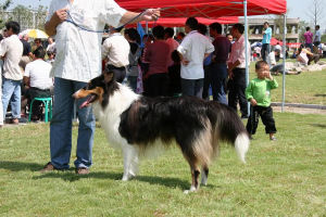 大河寵物文化公園