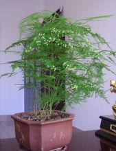 攀援性盆花-文竹