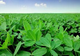 豫花9326 豫花9326