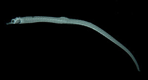 葛氏海龍 葛氏海龍