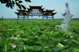 金湖荷花盪景區