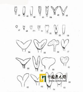 多痕唇柱苣苔 多痕唇柱苣苔
