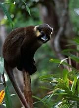 髭長尾猴 髭長尾猴