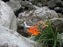 阿福花亞科 阿福花亞科