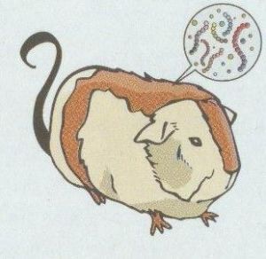 豬土拉桿菌病 豬土拉桿菌病