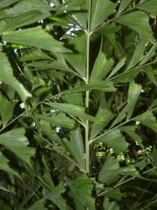 魚尾葵屬 魚尾葵屬