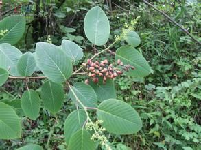 黃背勾兒茶 黃背勾兒茶