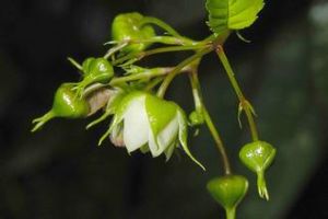 榿葉懸鉤子 榿葉懸鉤子
