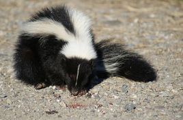 佛羅里達州臭鼬 佛羅里達州臭鼬