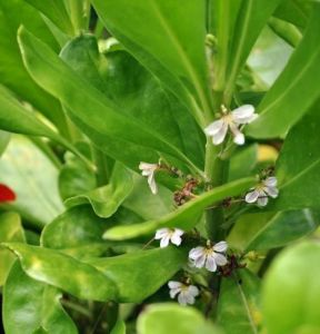 草海桐花，植物起源於熱帶太平洋，在夏威夷被稱為“半花”。
