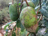 短序野木瓜 短序野木瓜