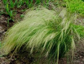 毛疏花針茅 毛疏花針茅