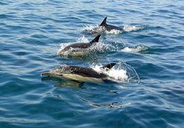 熱帶真海豚 熱帶真海豚