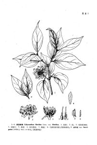 美國蠟梅（原變種）