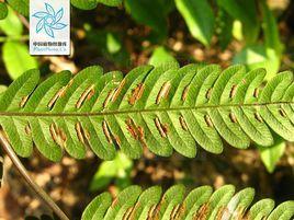 金釵鳳尾蕨[金釵鳳尾蕨]