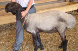 麥蓋提羊 麥蓋提羊