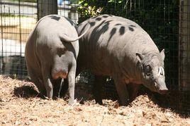 東南亞疣豬 東南亞疣豬