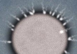 中國科學院昆明動物研究所