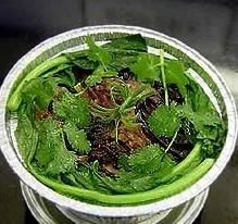 鵪鶉蟲草煲 鵪鶉蟲草煲