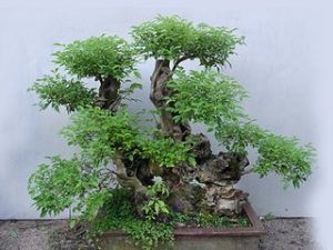 白毛黃荊 白毛黃荊