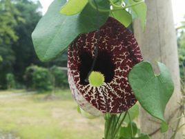 美麗馬兜鈴 美麗馬兜鈴