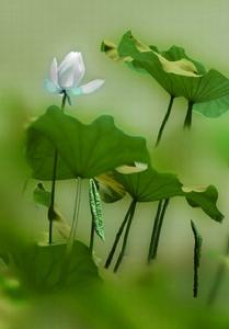 蓮