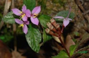 毛萼八蕊花 毛萼八蕊花