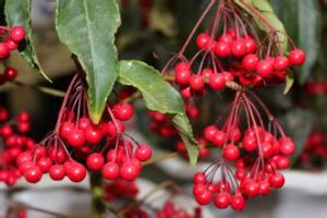 川蔓茶藨子組 川蔓茶藨子組