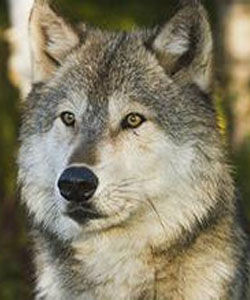 西伯利亞平原狼 西伯利亞平原狼