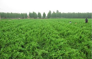 九間棚金銀花地方種植基地