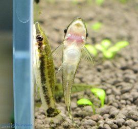 小精靈魚 小精靈魚