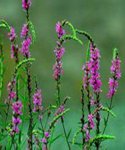 小花水柏枝 小花水柏枝