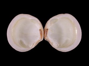 小滿月蛤 小滿月蛤