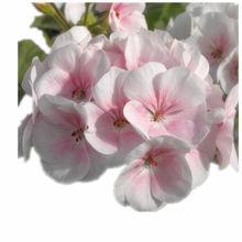 天竺葵[灌木花卉植物]