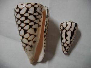 大理石芋螺 大理石芋螺