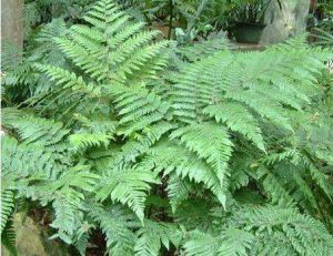 波邊肋毛蕨 波邊肋毛蕨