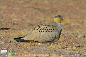 （圖）西藏毛腿沙雞