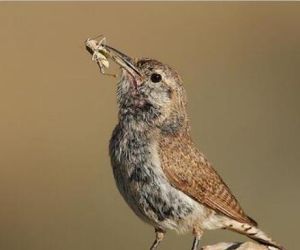 紐西蘭叢異鷯 紐西蘭叢異鷯