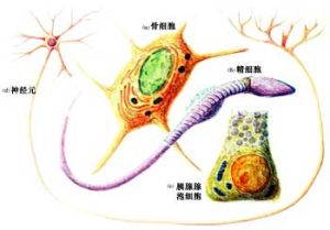 生物調控療法 生物調控療法