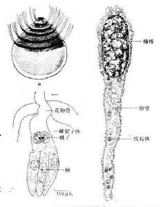 植物的精子結構示意圖