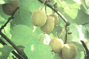 井岡山獼猴桃
