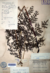 彎柄假複葉耳蕨